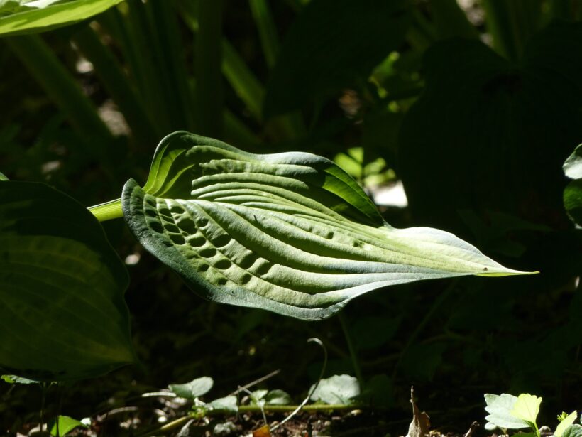 hosta leaf york maine