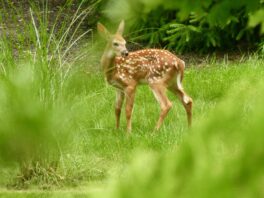 deer fawn york maine