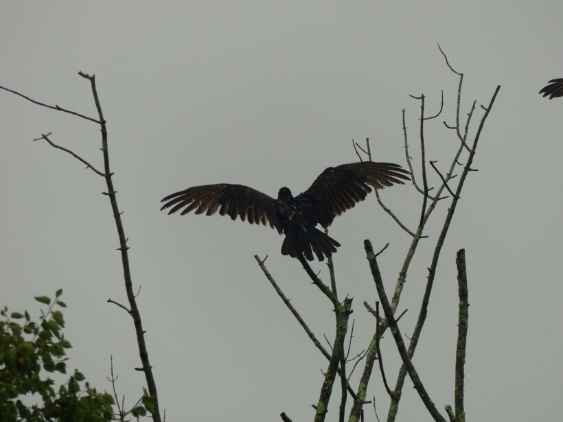 turkey vulture york maine