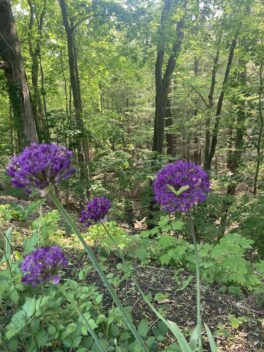 flowers rochester nh