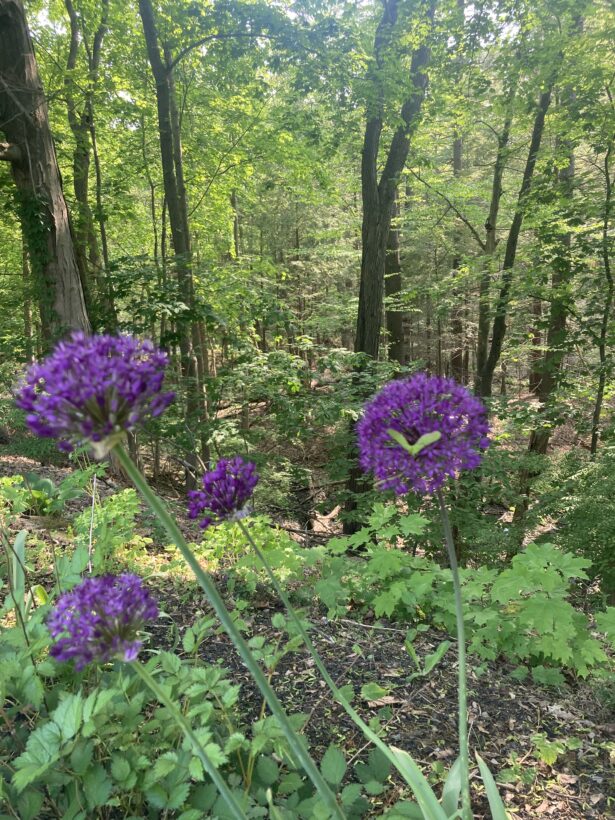 flowers rochester nh