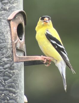 goldfinch strafford nh