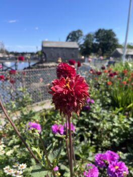 prescott park flowers portsmouth