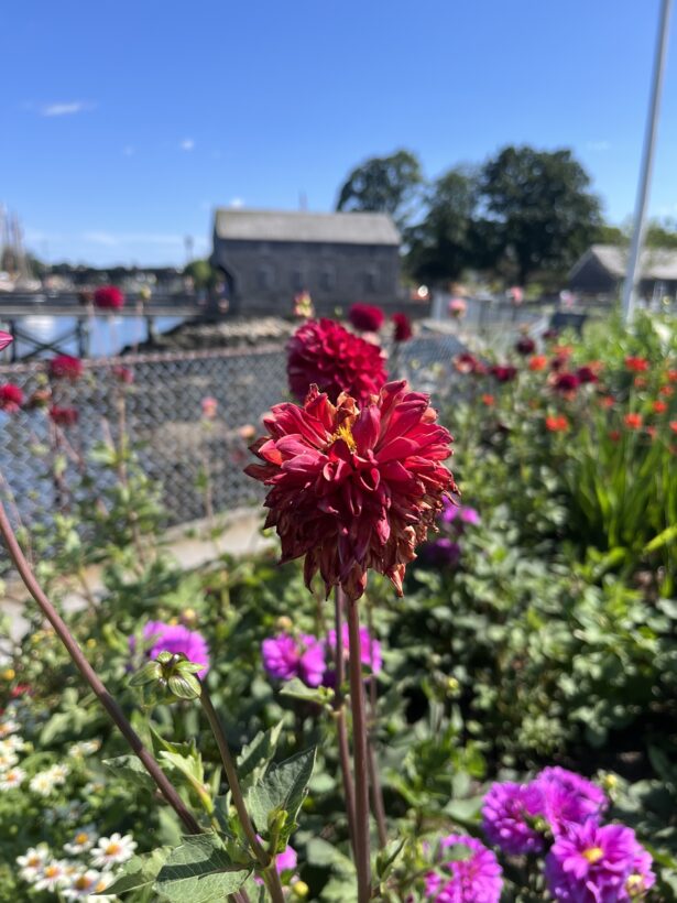 prescott park flowers portsmouth
