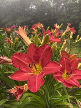 lilies nottingham nh