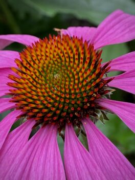 nottingham nh flower