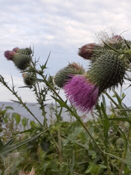 thistles fort foster maine