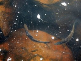alewife exeter river nh