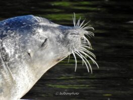 seal exeter nh