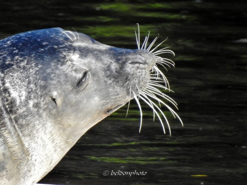 seal exeter nh