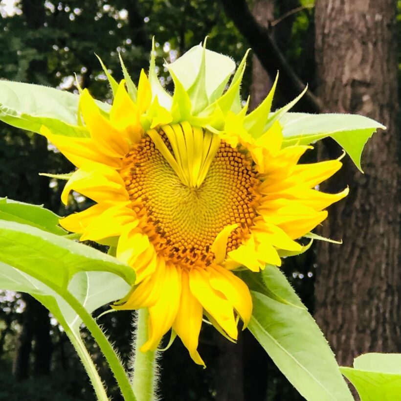 sunflower rochester nh