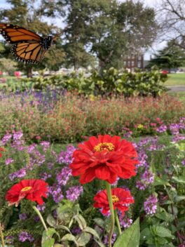 monarch butterfly prescott park