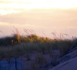 plum island