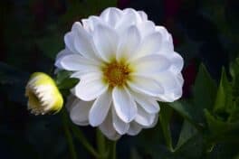 dahlia prescott park portsmouth