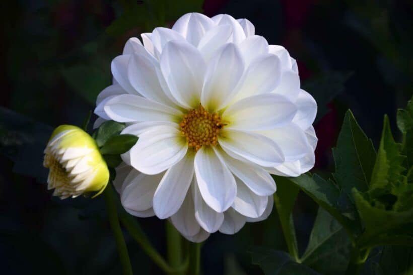 dahlia prescott park portsmouth