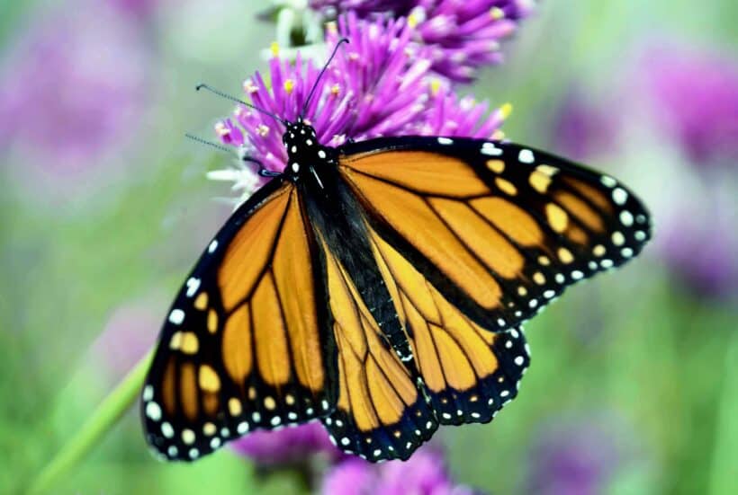 butterfly prescott park portsmouth