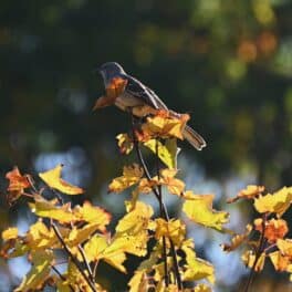 mockingbird portsmouth nh