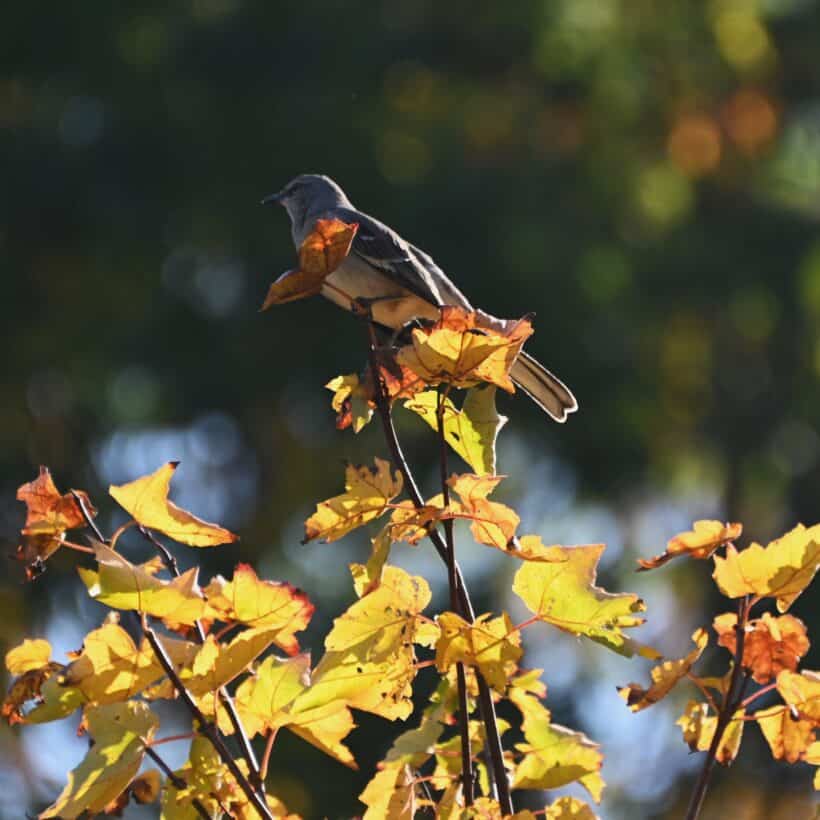 mockingbird portsmouth nh
