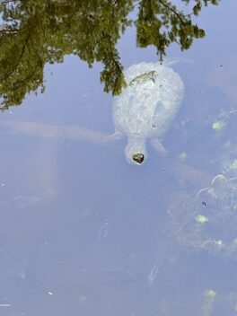 turtle maudslay state park