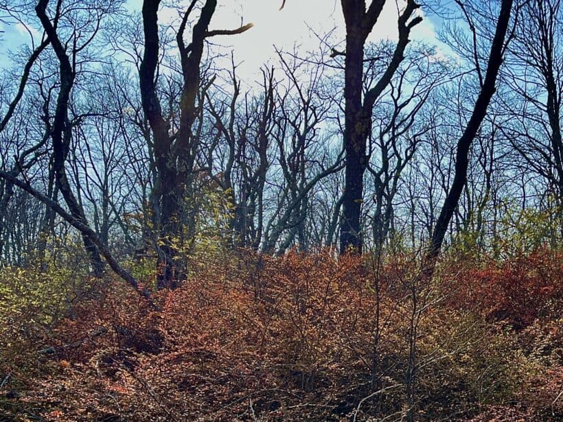 wells maine woods