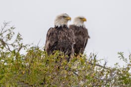 bald eagles rye nh