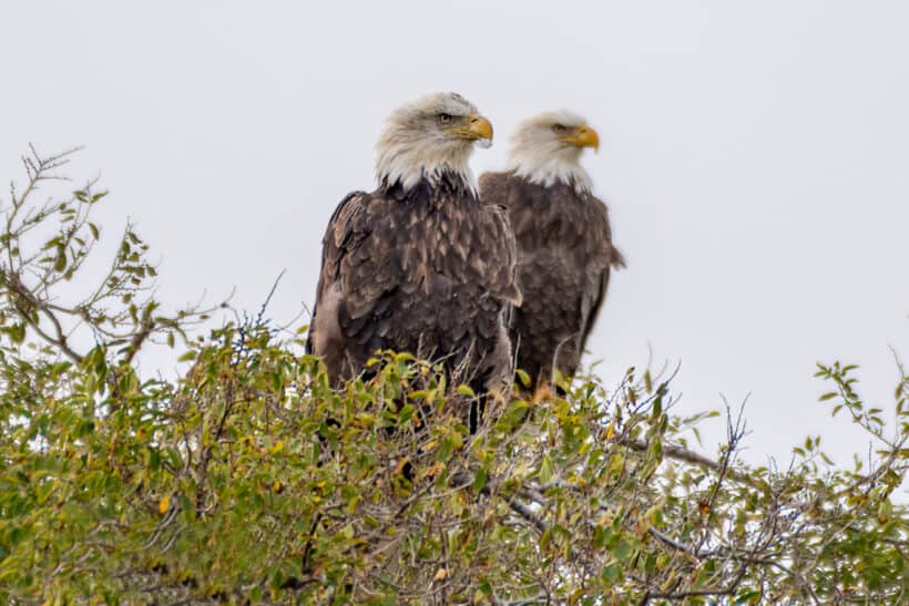 bald eagles rye nh