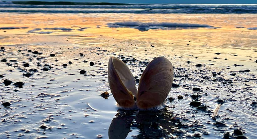 ogunquit beach maine sunrise