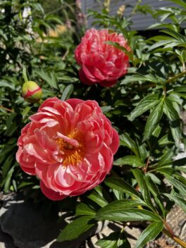 prescott park portsmouth peony