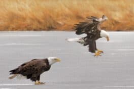 plum island eagles newburyport