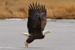 plum island eagle newburyport
