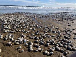 seabrook beach storm rocks