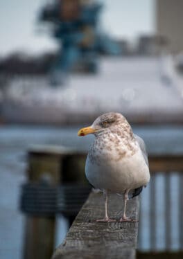 gull crane portsmouth nh