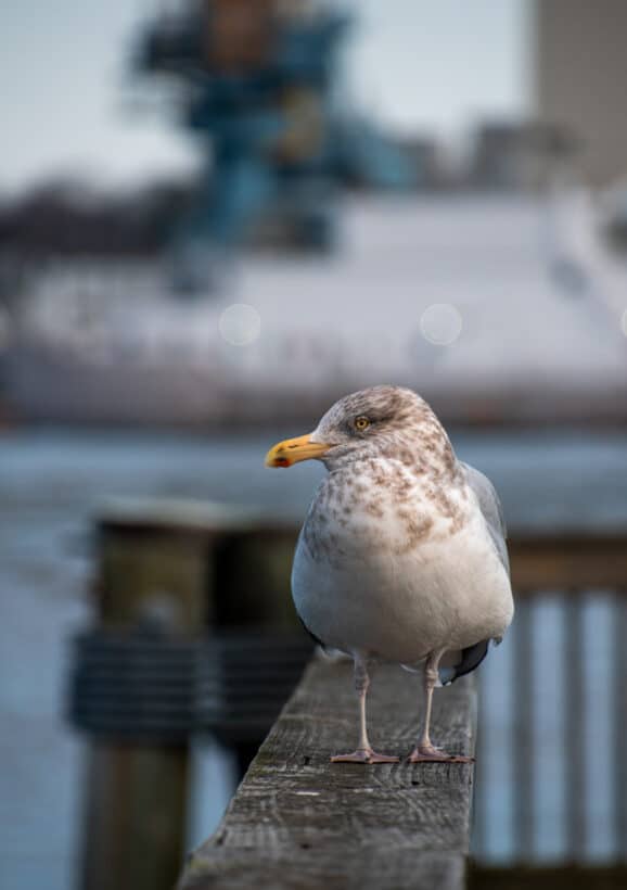 gull crane portsmouth nh