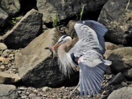great blue heron exeter