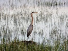 great blue heron exeter