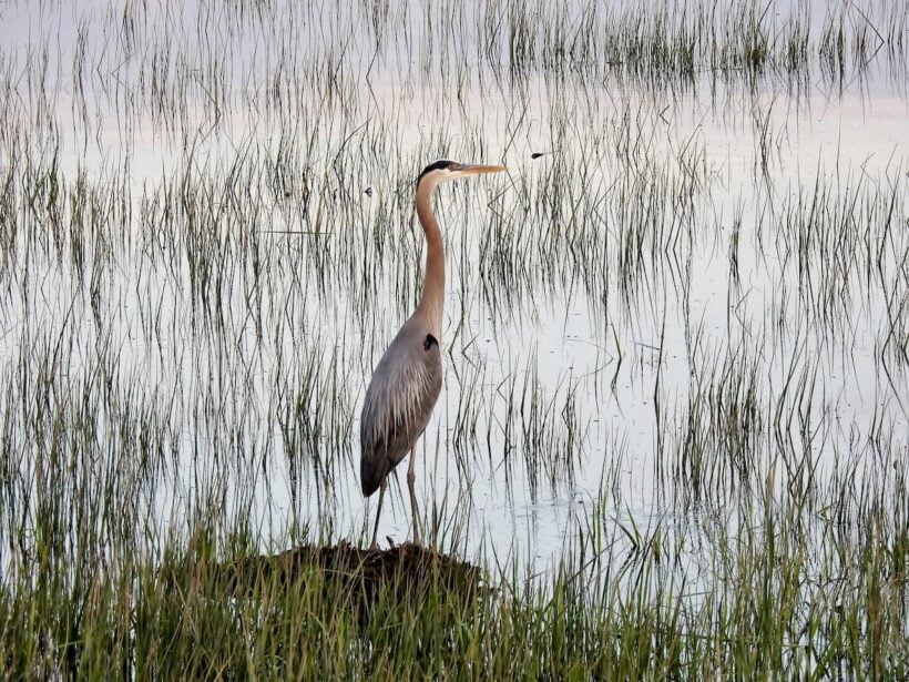 great blue heron exeter