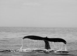 humpback whale rye nh