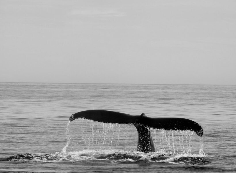 humpback whale rye nh