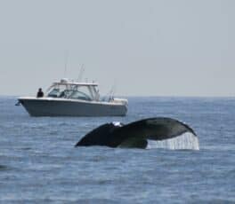 whale breach plum island