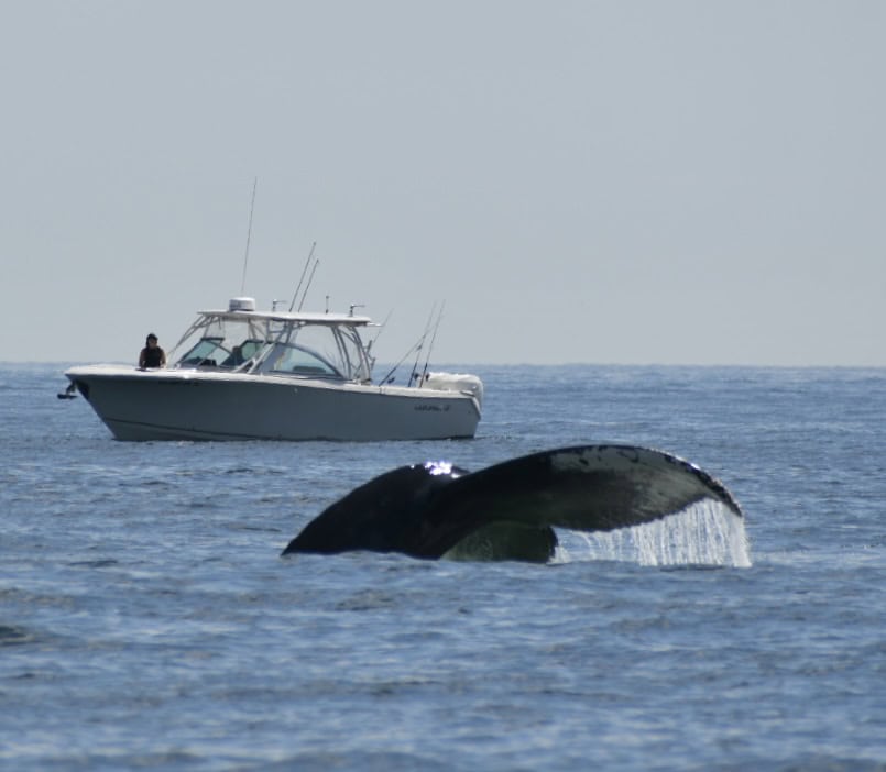 whale breach plum island