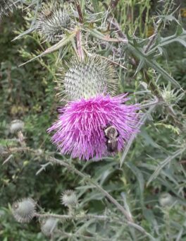 fort foster flower bee