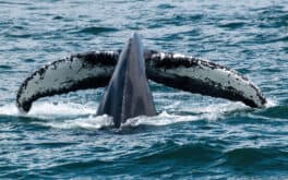 humpback whale rye nh