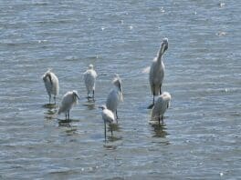 egrets heron portsmouth nh