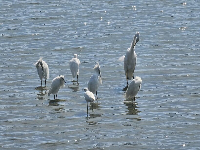 egrets heron portsmouth nh