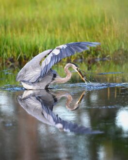 blue heron rye nh