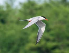 tern adams point durham