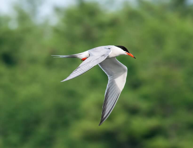 tern adams point durham