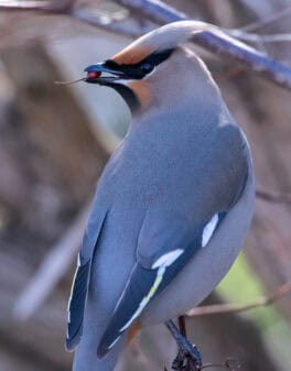 bohemian waxwing durham nh