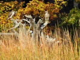 hawks newmarket nh