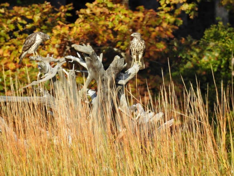 hawks newmarket nh